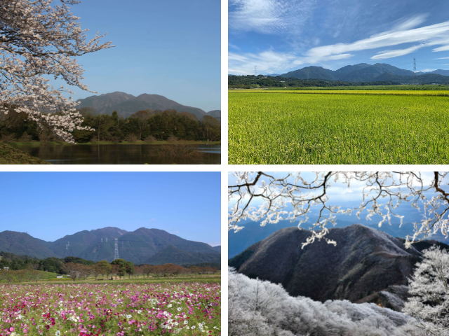 綿向山と桜、綿向山と田んぼ、綿向山とコスモス、綿向山と雪の画像