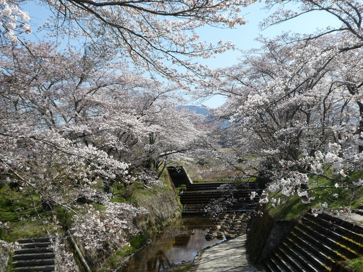 川原の桜